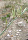 Astragalus varius подвид eupatoricus. Часть соплодия. Крым, Сакский р-н, песчаный пляж между Поповкой и Штормовым. 18 июля 2011 г.