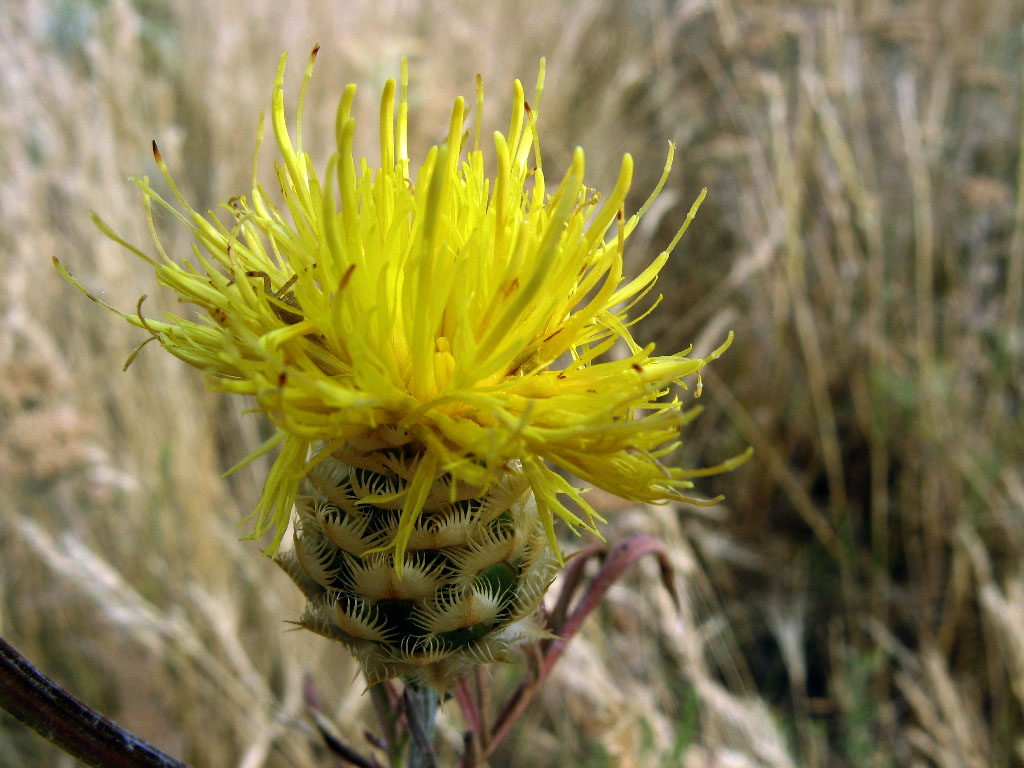 Image of Centaurea orientalis specimen.