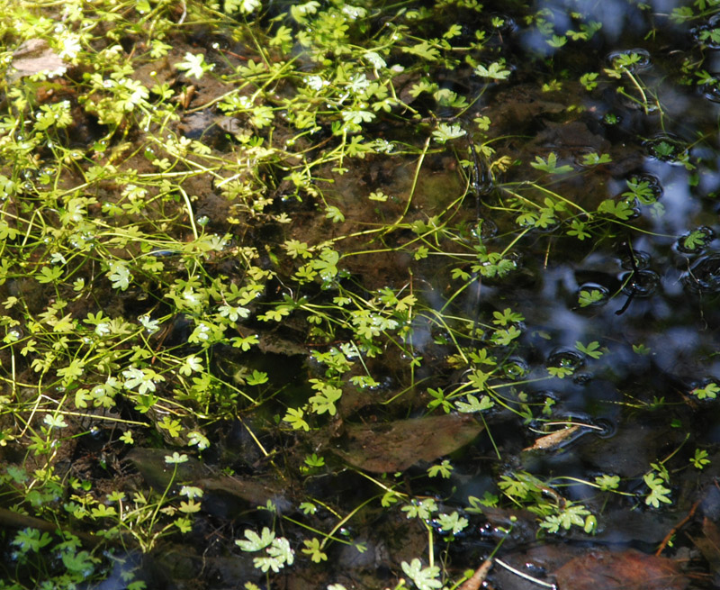 Image of Ranunculus gmelinii specimen.