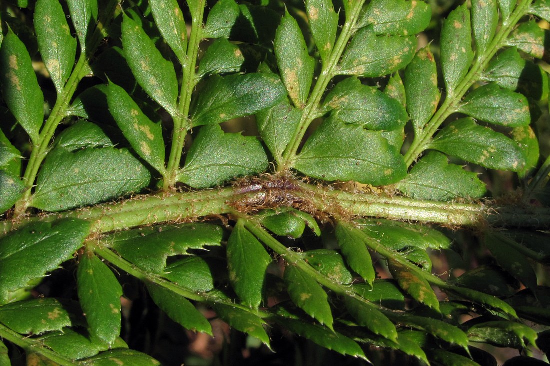 Image of Polystichum aculeatum specimen.