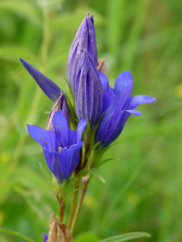 Изображение особи Gentiana pneumonanthe.