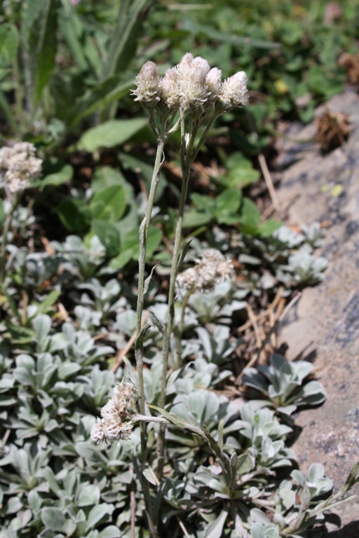 Изображение особи Antennaria caucasica.