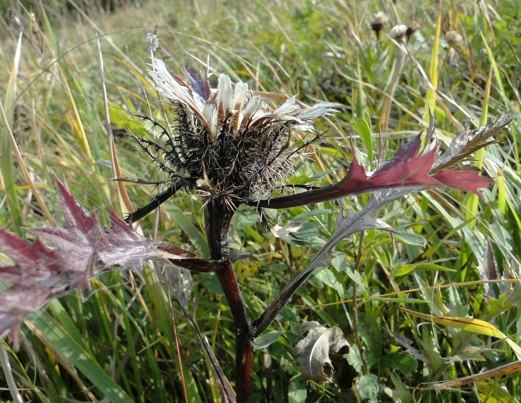 Image of Carlina cirsioides specimen.