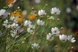 Cosmos bipinnatus