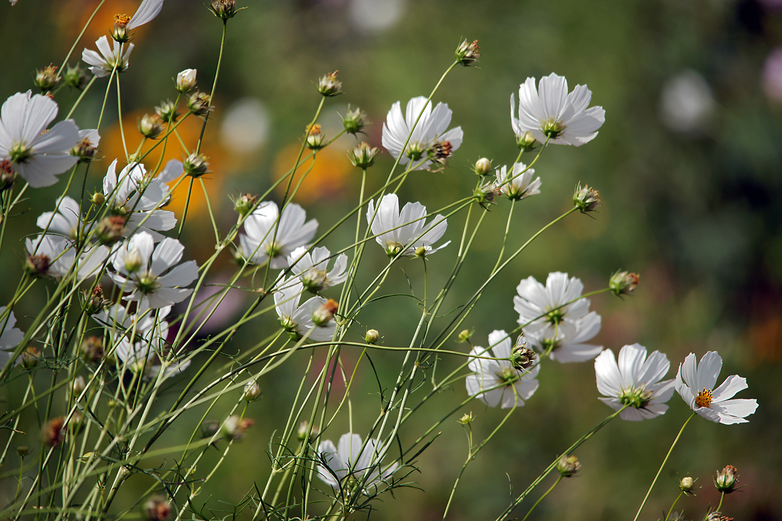 Изображение особи Cosmos bipinnatus.