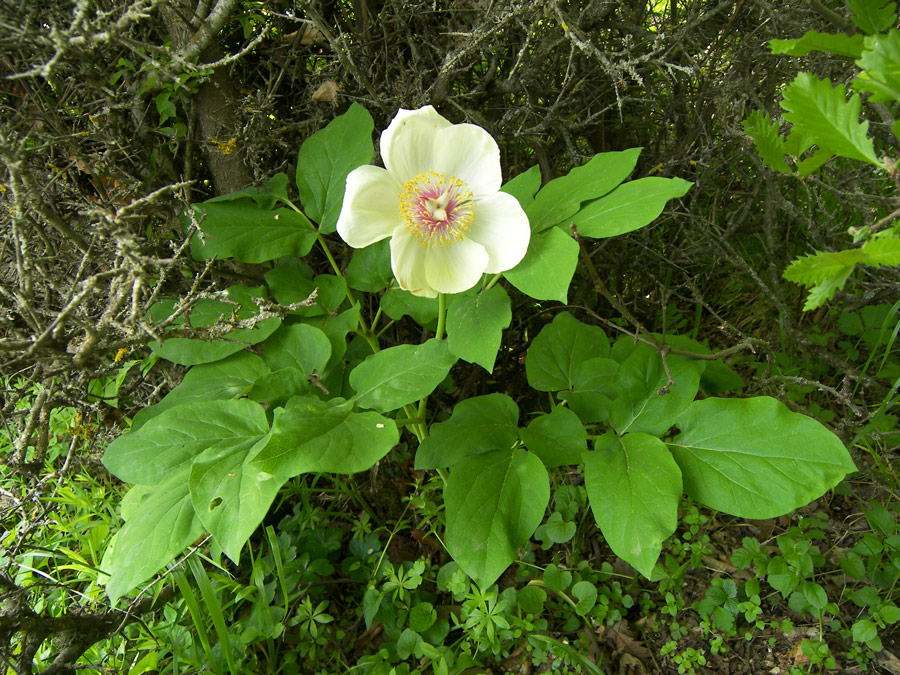 Image of Paeonia tomentosa specimen.