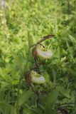 Cypripedium calceolus