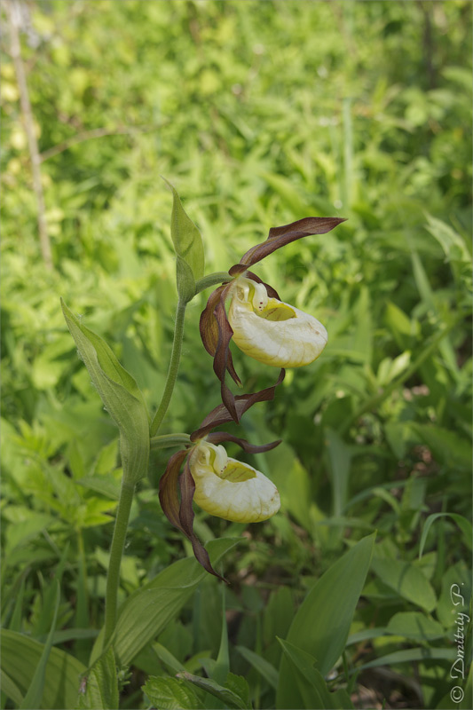 Изображение особи Cypripedium calceolus.