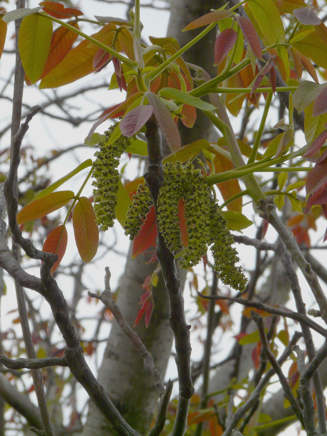 Изображение особи Juglans regia.