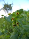 Cerinthe minor