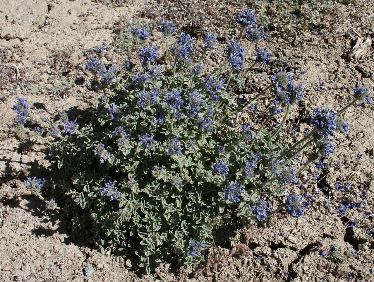 Изображение особи Nepeta pamirensis.