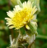 Sonchus oleraceus. Соцветие. Копетдаг, Чули. Май 2011 г.