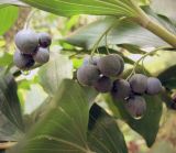 Polygonatum multiflorum