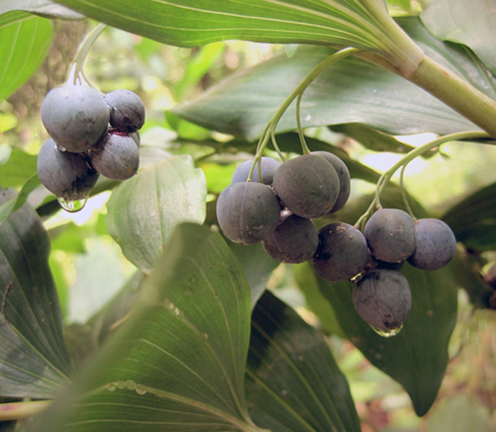 Image of Polygonatum multiflorum specimen.