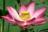 Nelumbo caspica. Цветок. Астраханская обл., Камызякский р-н, р. Старая Волга. 28.08.2009.