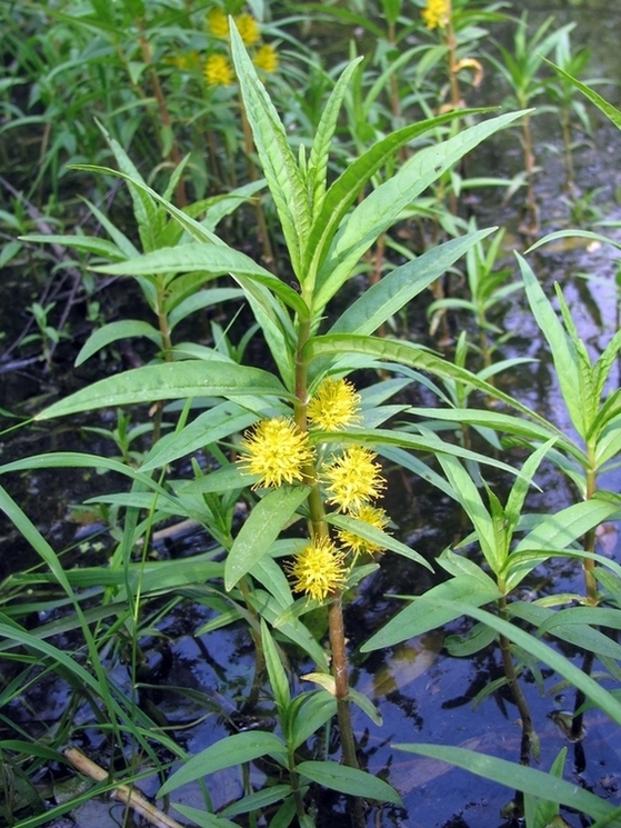 Image of Naumburgia thyrsiflora specimen.