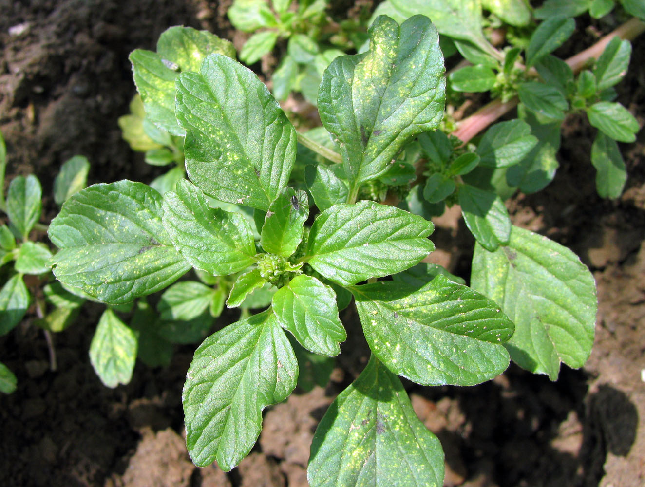 Изображение особи Amaranthus blitum.