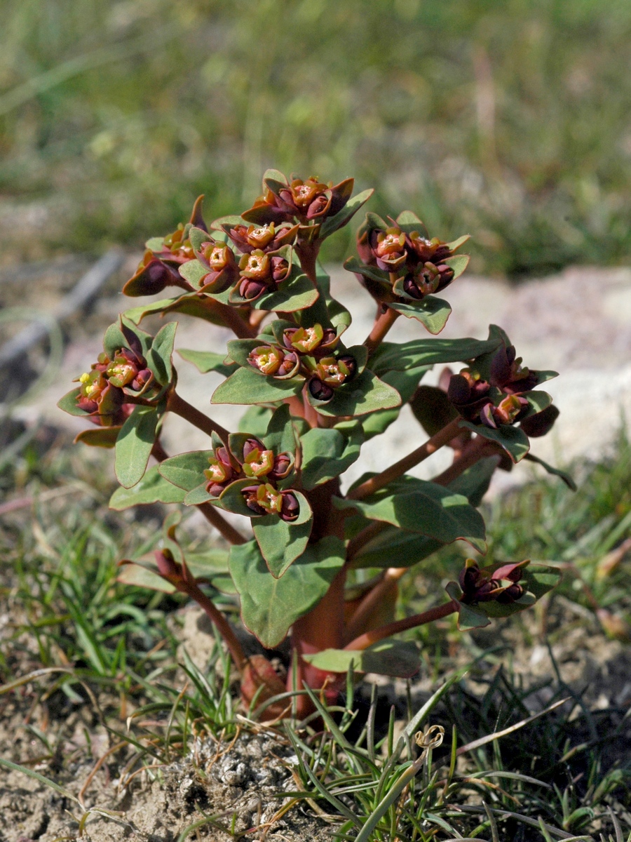 Image of Euphorbia rapulum specimen.