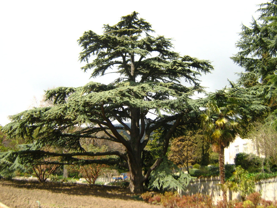 Изображение особи Cedrus libani.