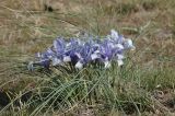 Iris tenuifolia