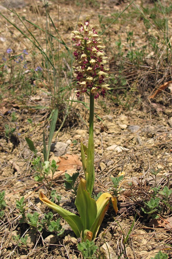 Image of Orchis &times; calliantha specimen.