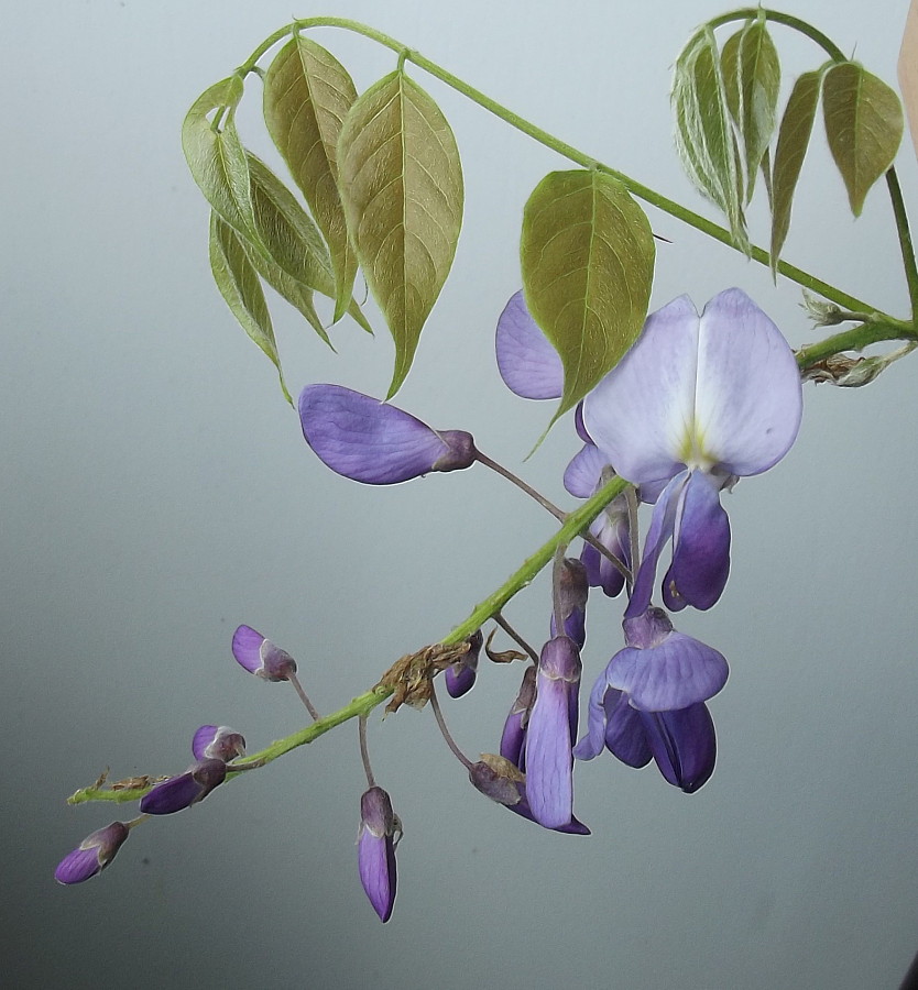 Изображение особи Wisteria sinensis.