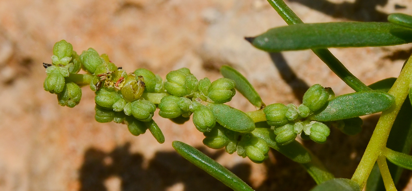 Image of Suaeda monoica specimen.