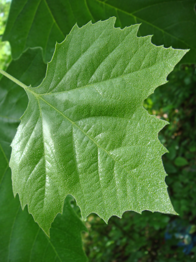 Image of Platanus occidentalis specimen.