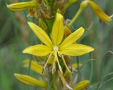 Image of taxon representative. Author is Роланд Цандекидис