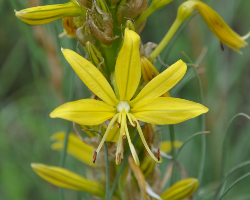 Image of Asphodeline lutea specimen.