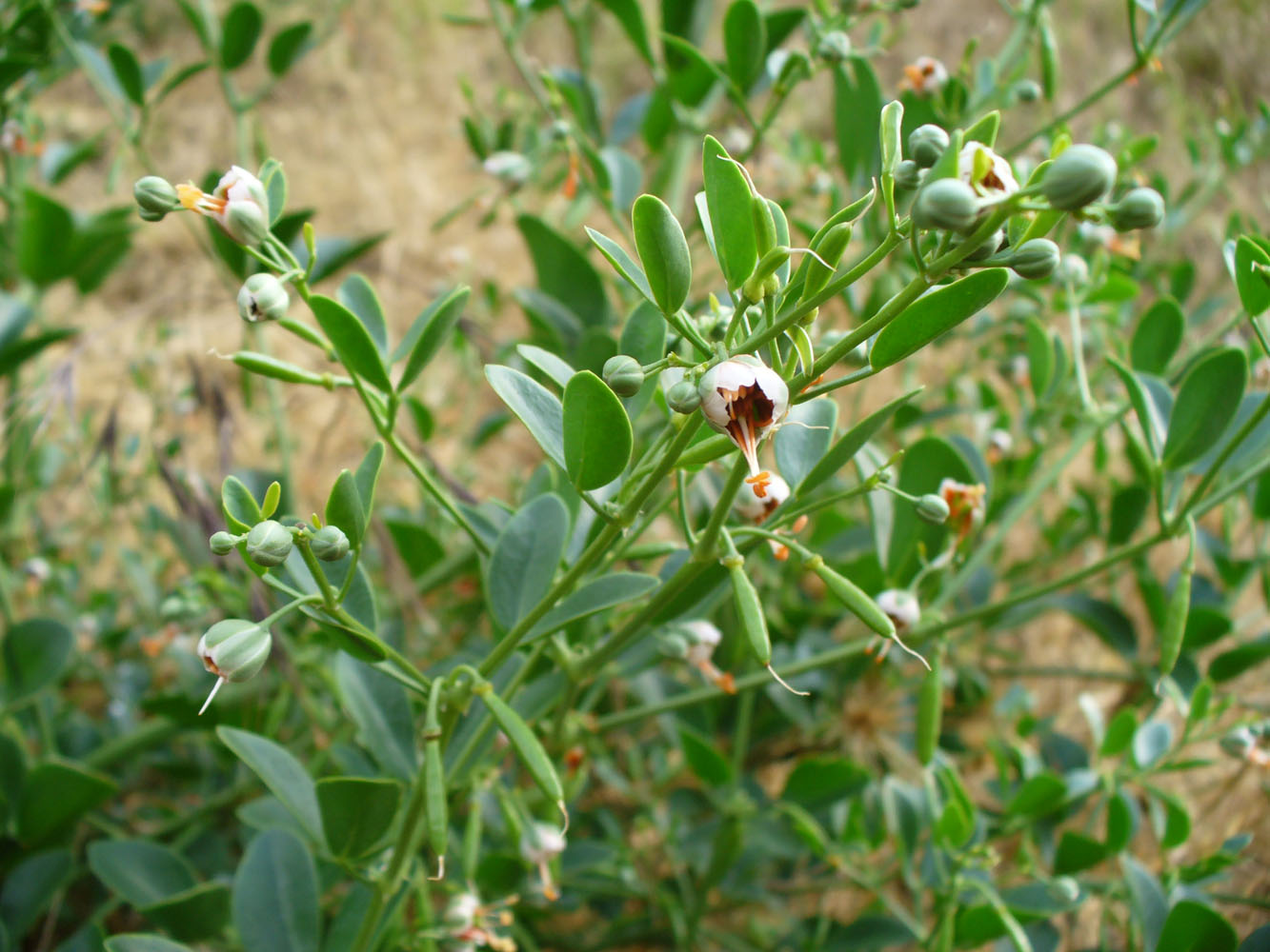 Изображение особи Zygophyllum fabago.