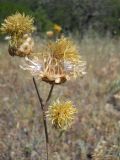 Centaurea orientalis