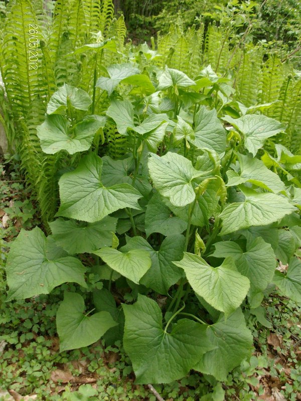 Изображение особи Caucasalia macrophylla.