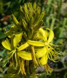Asphodeline lutea. Верхушка соцветия с фуражирующим муравьём. Крым, окр. г. Севастополя, мыс Фиолент, горный склон. Апрель 2012г.