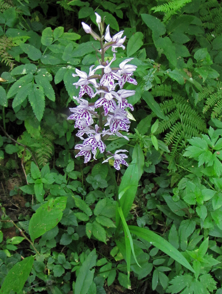 Image of Dactylorhiza fuchsii specimen.