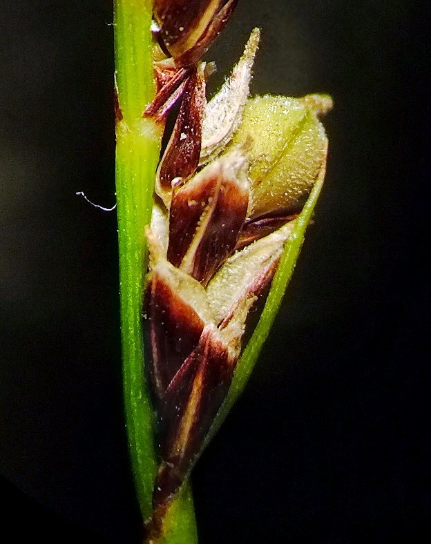 Image of Carex vanheurckii specimen.