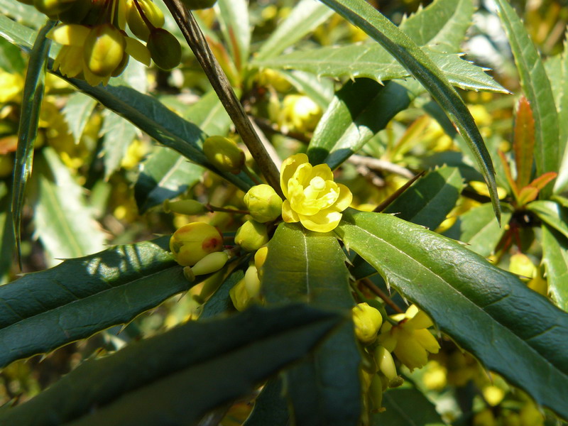 Image of Berberis soulieana specimen.
