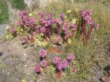 Sempervivum pumilum