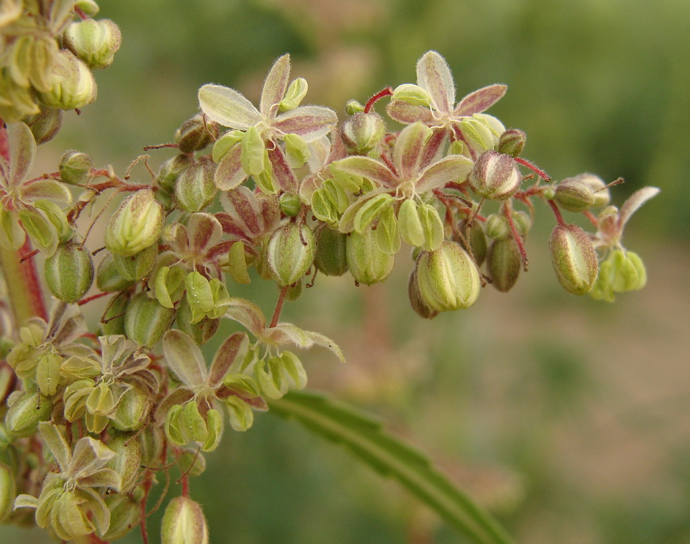 Image of Cannabis sativa var. spontanea specimen.