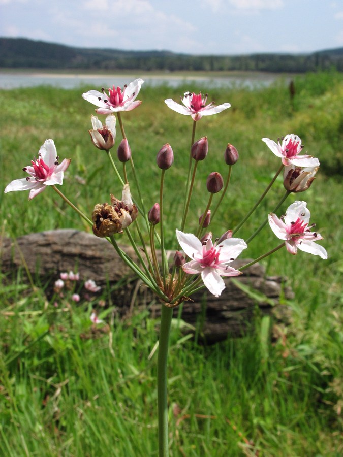 Изображение особи Butomus umbellatus.