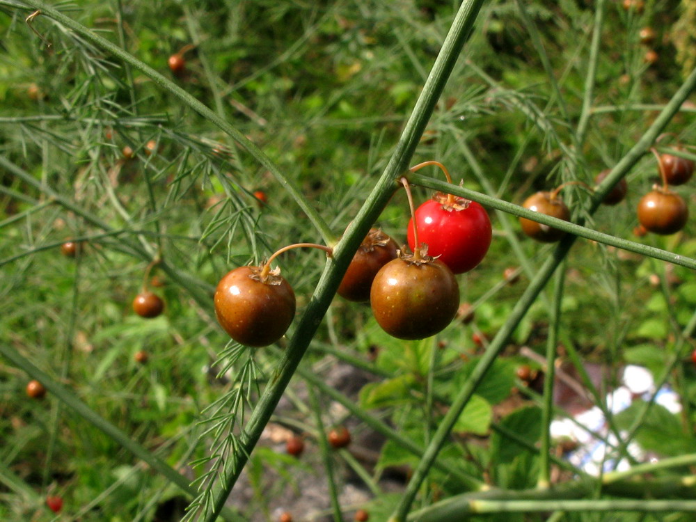 Image of Asparagus officinalis specimen.