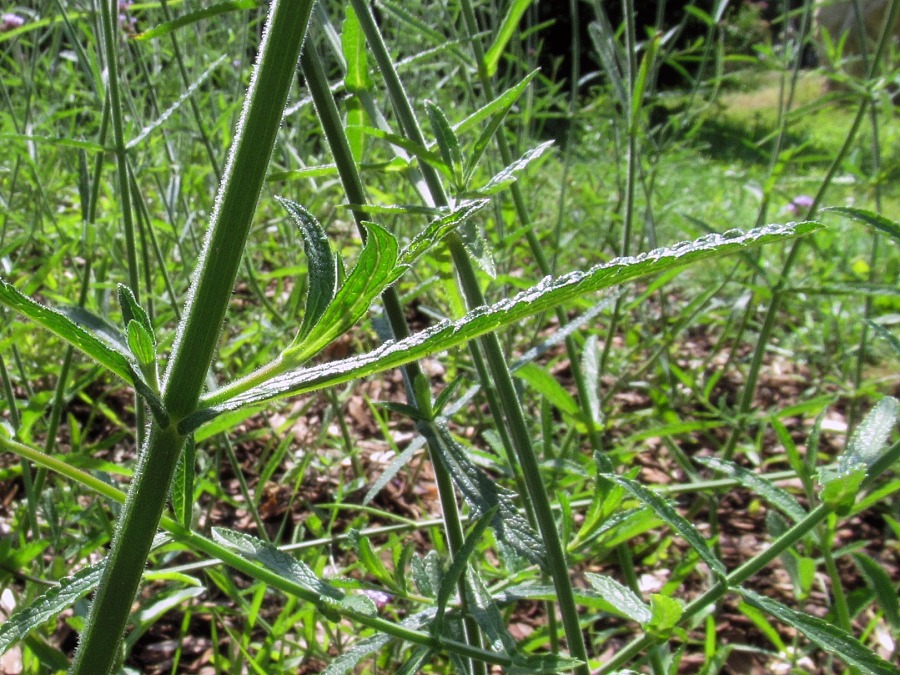 Изображение особи Verbena bonariensis.