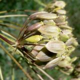 Heracleum sibiricum. Часть соплодия. Свердловская обл., окр. г. Североуральск, южная окраина Колонгинского водохранилища, болото. 30.07.2012.