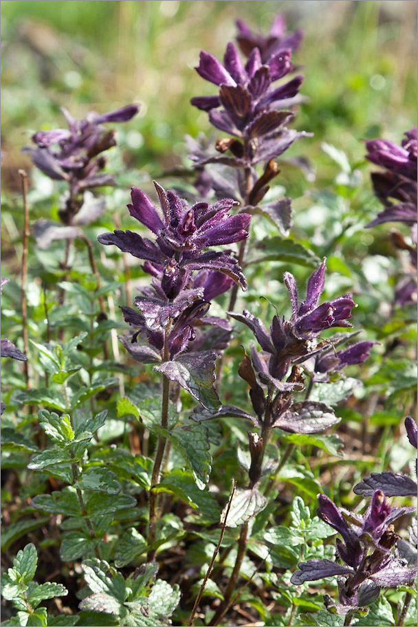 Image of Bartsia alpina specimen.