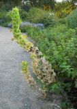 Moluccella laevis