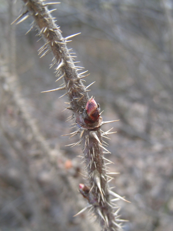 Image of Rosa rugosa specimen.