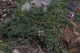 Thymus daghestanicus. Цветущее растение. Кабардино-Балкария, верховья р. Малка, урочище Джилы-Су, 2400 м н.у.м. 06.10.2012.