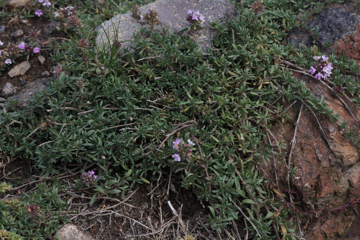 Image of Thymus daghestanicus specimen.