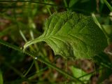 Lapsana communis