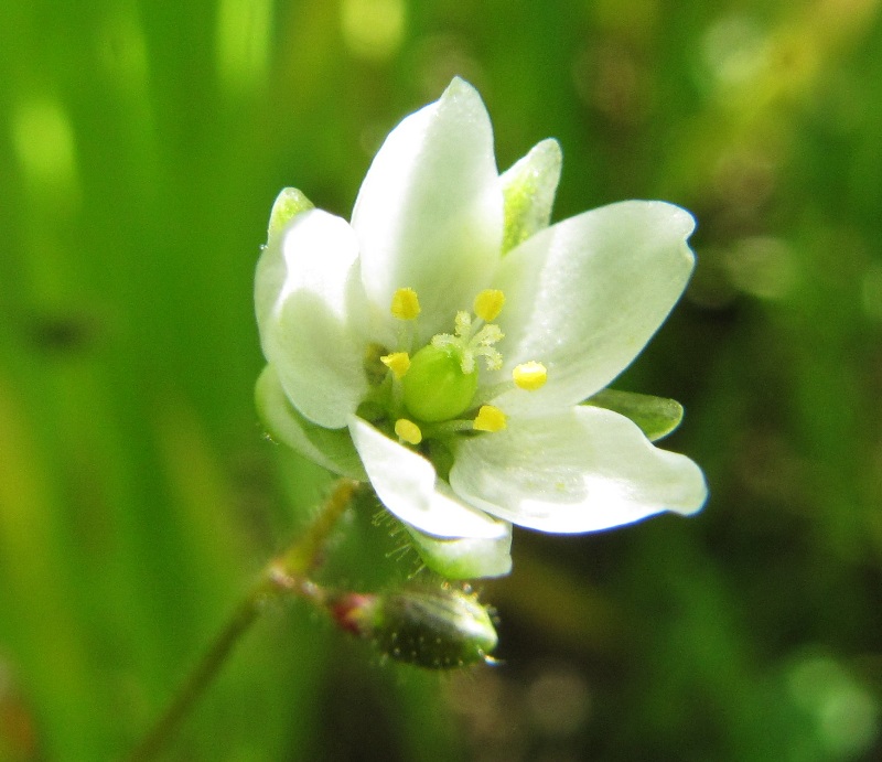 Изображение особи Spergula arvensis.